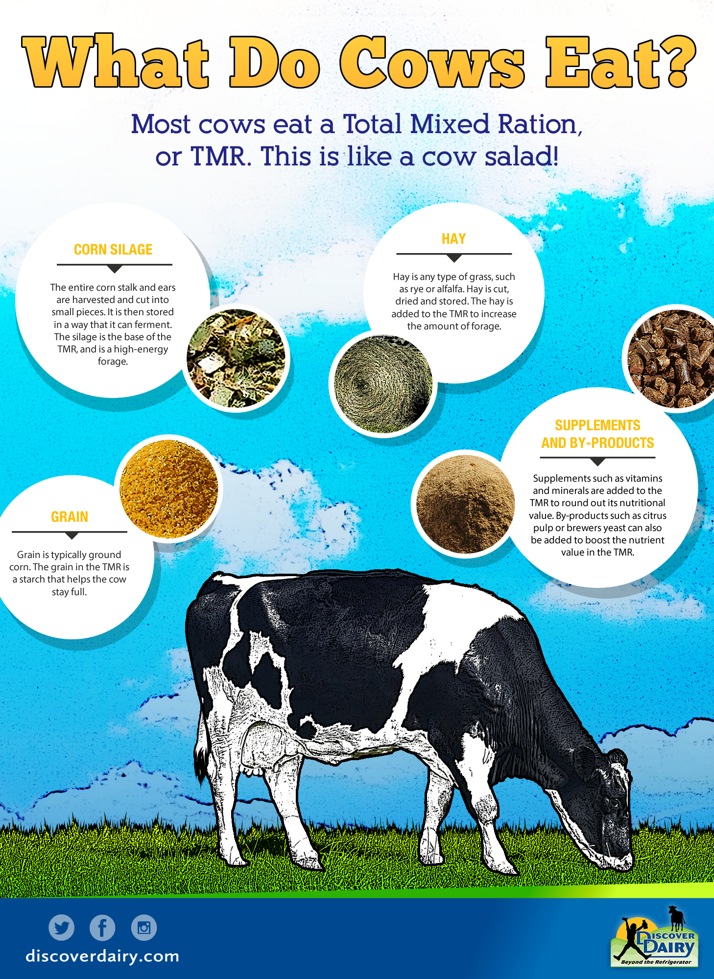 Where Do Cows Stay All About Cow Photos