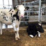 "Adopt a Cow" virtual chats at Zahncroft Dairy