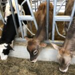 "Adopt a Cow" virtual chats at Zahncroft Dairy