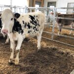 "Adopt a Cow" virtual chats at Zahncroft Dairy