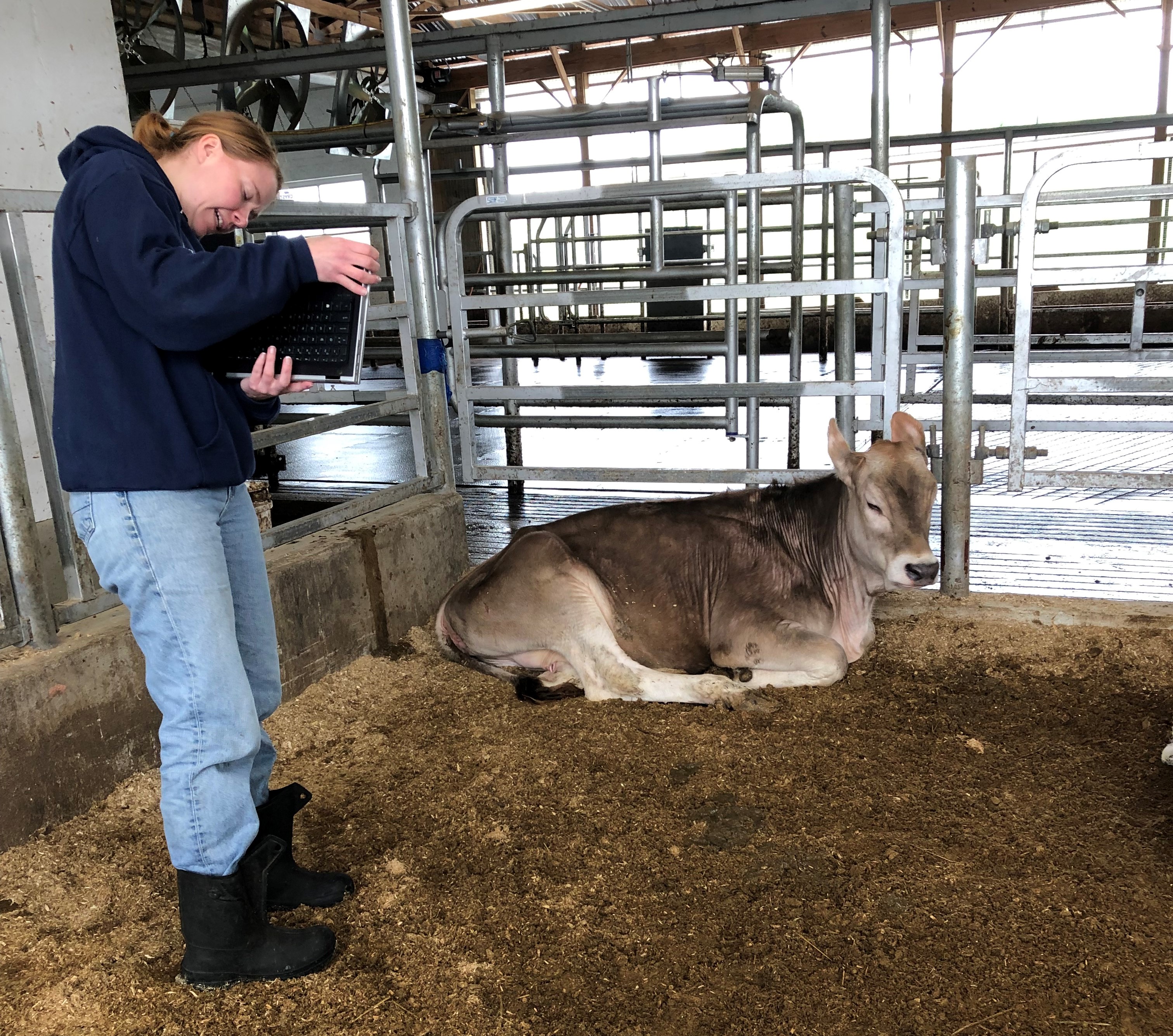 "Adopt a Cow" virtual chats at Zahncroft Dairy