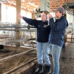 "Adopt a Cow" virtual chats at Zahncroft Dairy