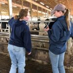 "Adopt a Cow" virtual chats at Zahncroft Dairy