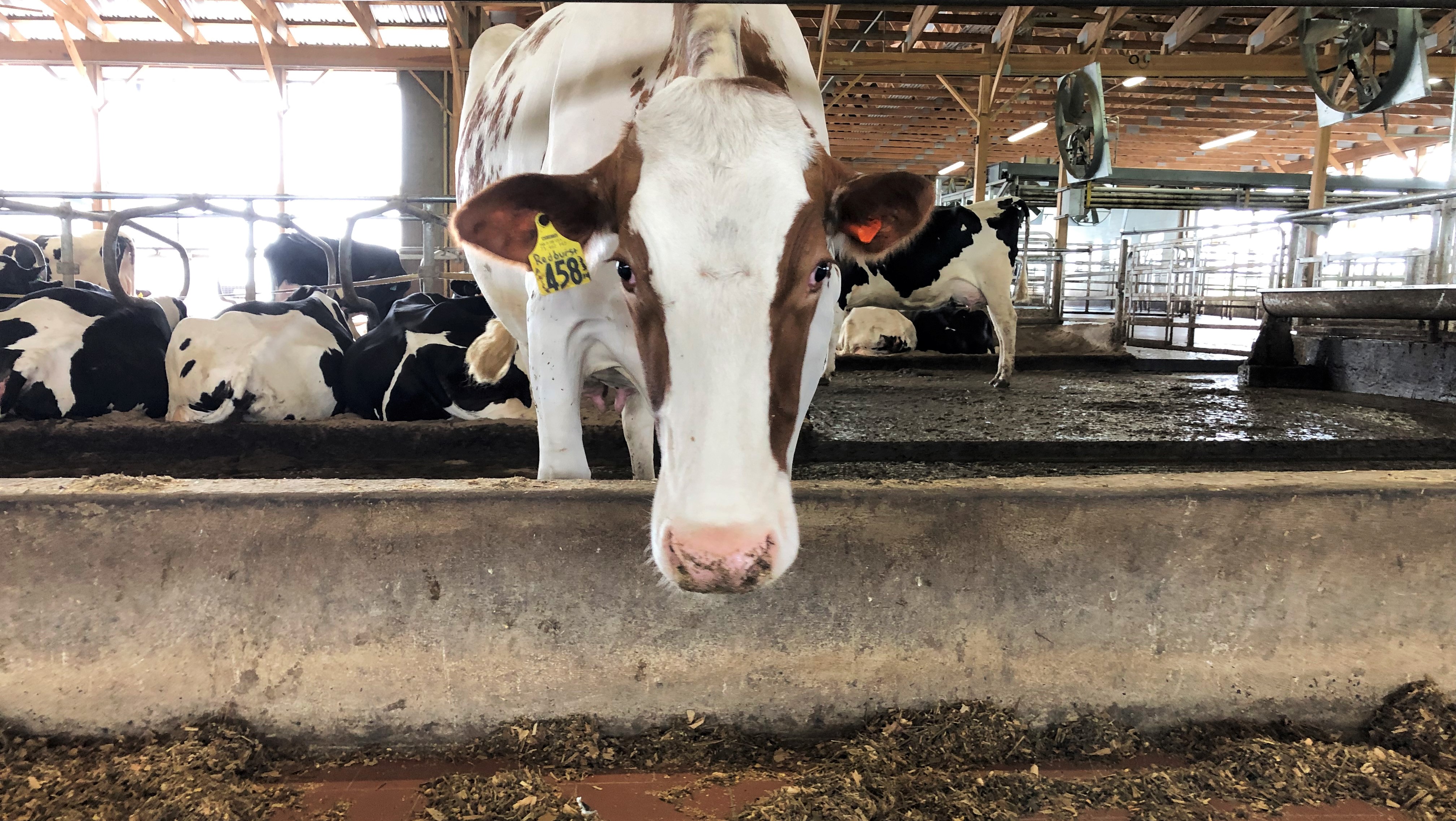 Cow for adoption - Daisy and Russ, a Jersey in Dresher, PA