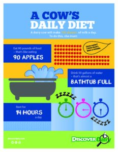 A Cow's Daily Diet