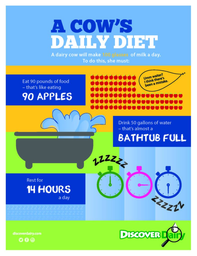 A Cow's Daily Diet