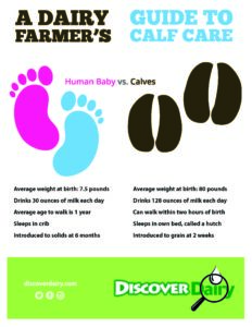A Dairy Farmer's Guide to Calf Care