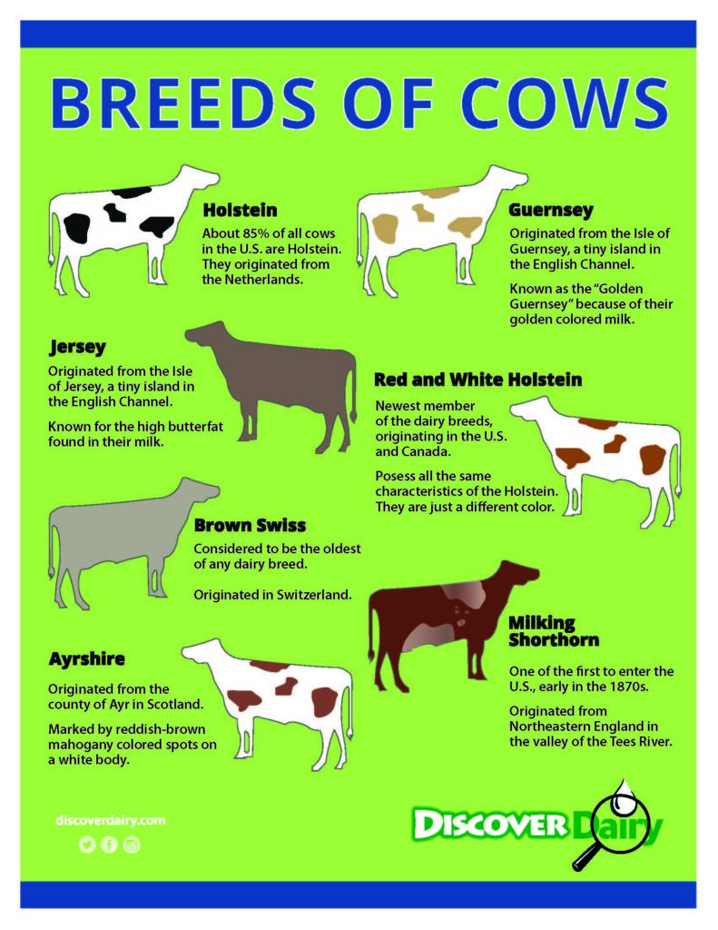 Cow Chart Wrap Dairy Cow Breeds Breeds Of Cows Dairy Cows | The Best ...