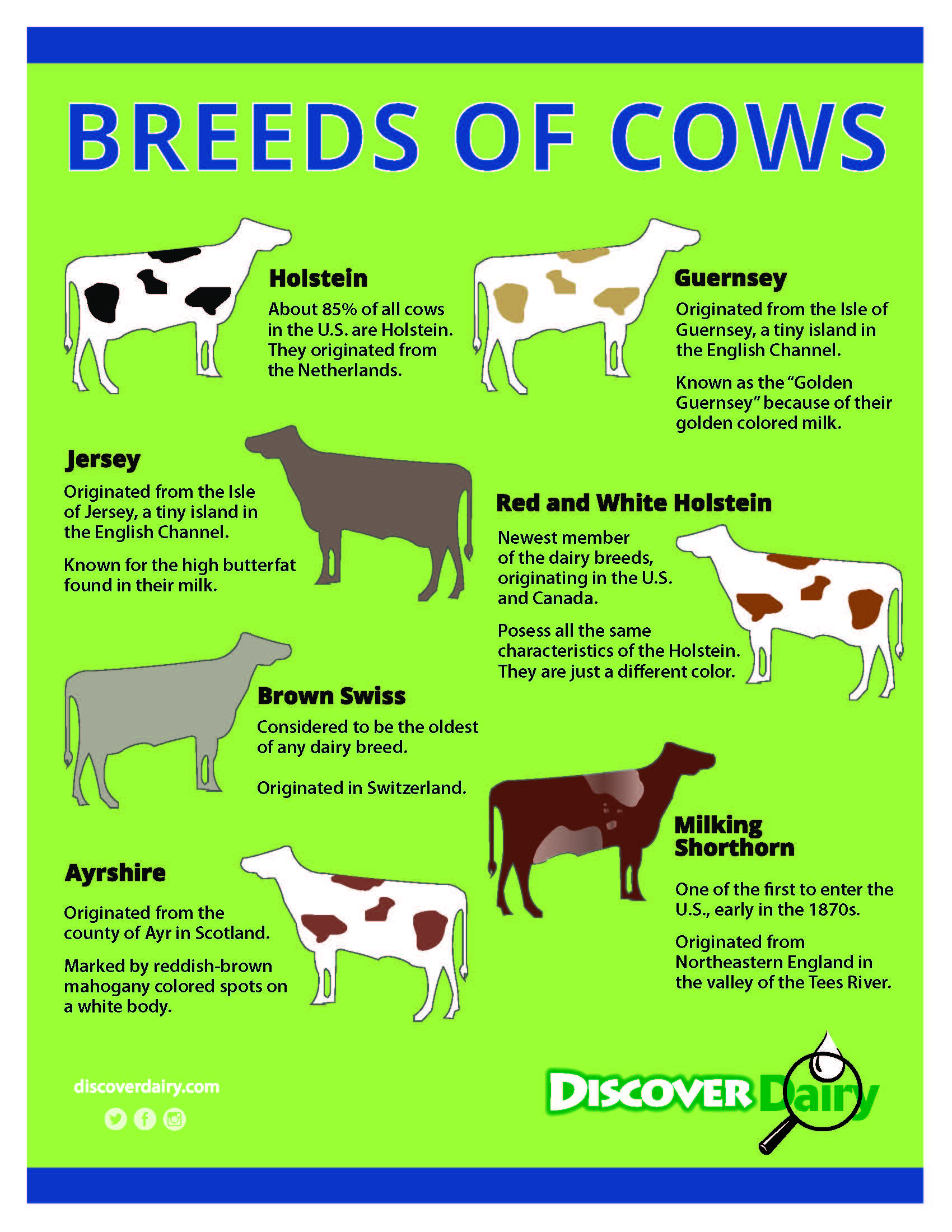 Different Types Of Cows Breeds
