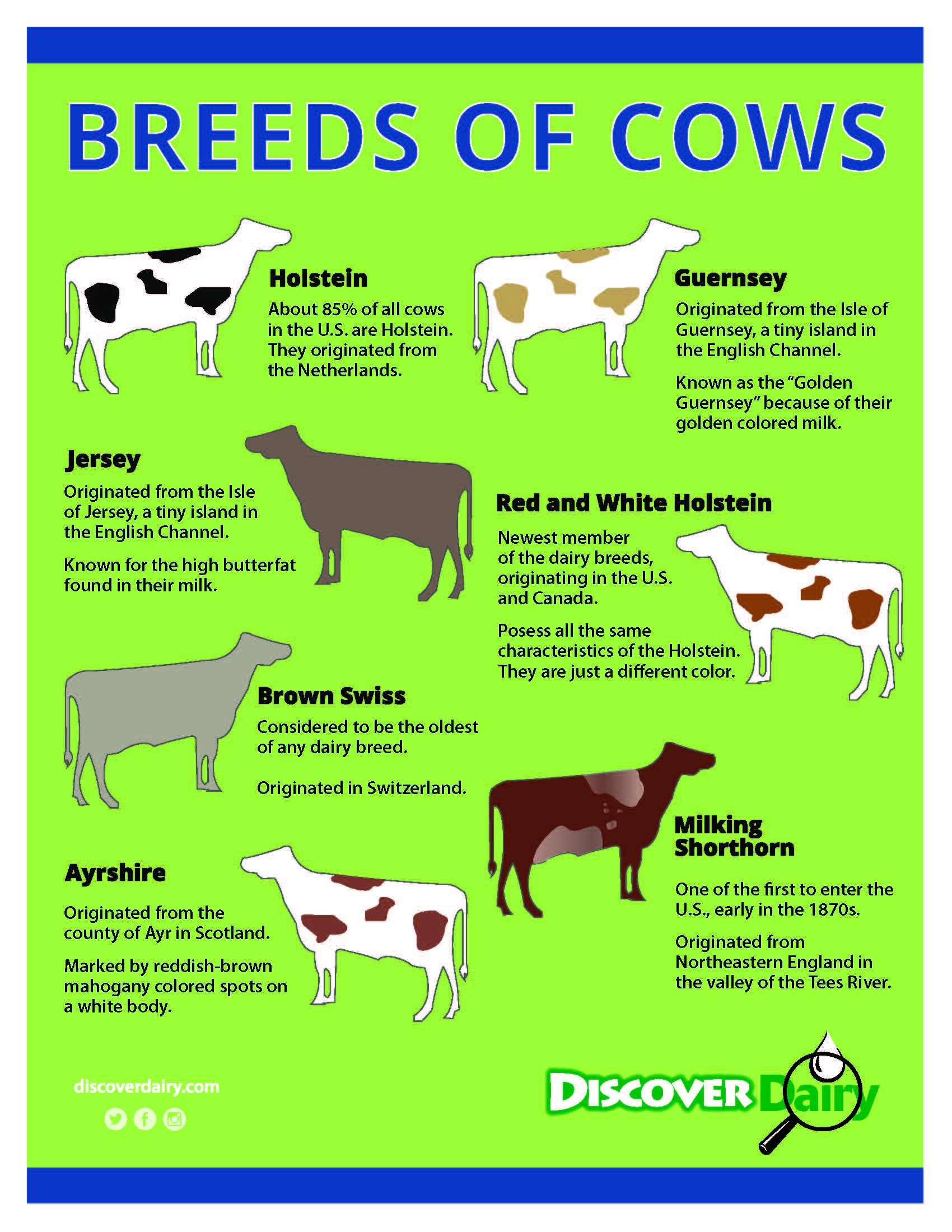 Breeds Of Cows Discover Dairy