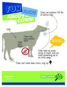 Fun Facts About Cows