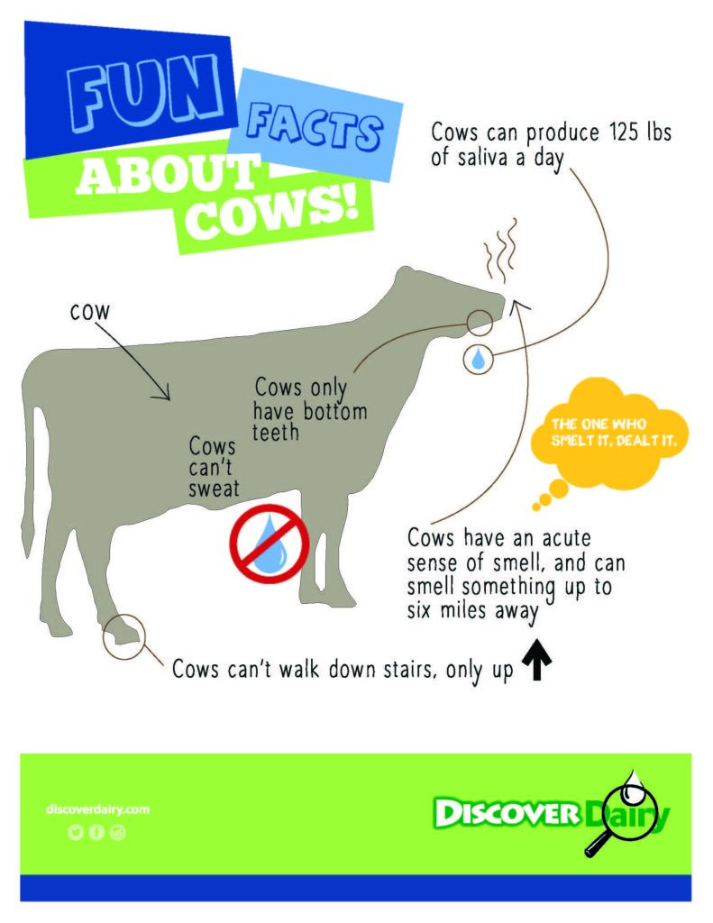 Fun Facts About Cows