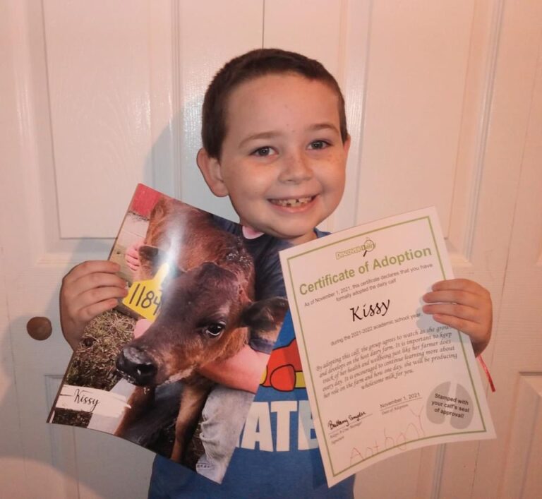 Adopt a Cow Discover Dairy