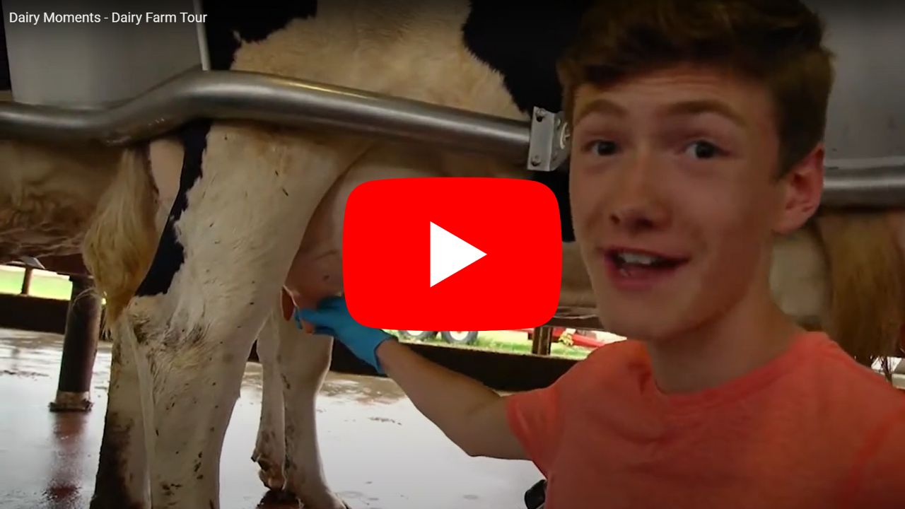 Dairy Moments Dairy Farm Tour Discover Dairy