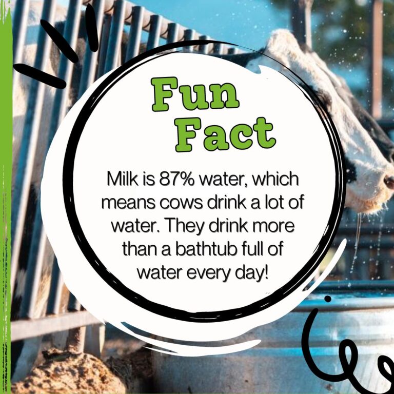 Dairy Fun Fact Milk Is 87 Water Discover Dairy